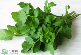西洋菜是什么菜？西洋菜是什么樣的