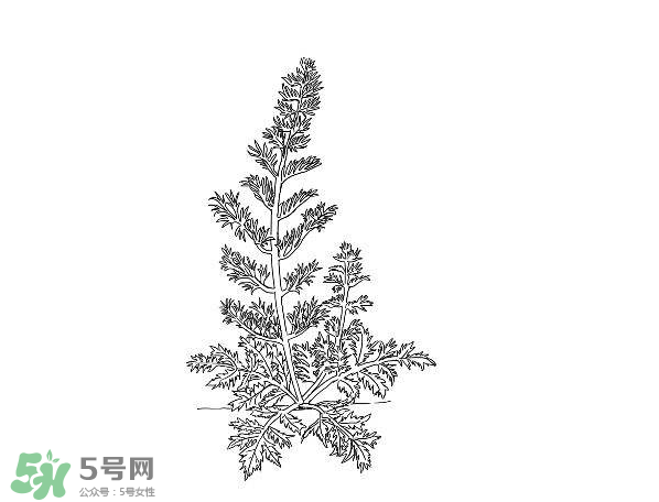 白蒿孕婦能吃嗎？孕婦可以吃白蒿嗎？