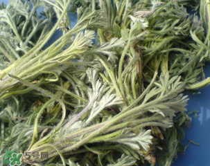 白蒿能治黃疸嗎？白蒿水可以治黃疸嗎？
