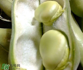 蠶豆多少錢一斤？蠶豆多少錢一斤2017？