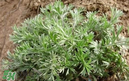 白蒿多少錢(qián)一斤？白蒿的價(jià)格