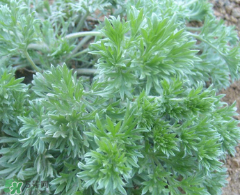 白蒿多少錢(qián)一斤？白蒿的價(jià)格