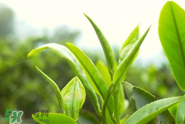 谷雨為什么喝谷雨茶？谷雨茶是什么茶？