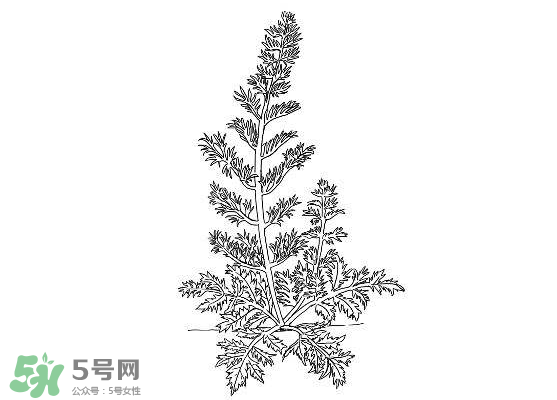白蒿能生吃嗎？白蒿能不能生吃？