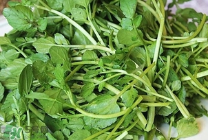西洋菜是什么菜？西洋菜是什么樣的