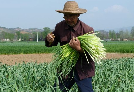 蒜苔是怎么長(zhǎng)出來(lái)的？蒜苔是大蒜長(zhǎng)出來(lái)的嗎
