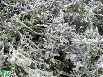 白蒿怎么做好吃？白蒿的做法