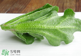冰草不能和什么一起吃？冰草不能和什么同時吃？