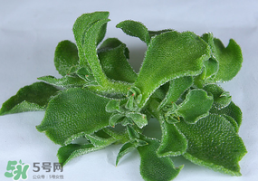 冰草可以放冰箱嗎？冰草能用冰塊保存嗎？