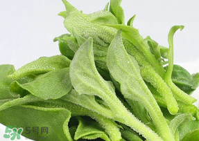 冰草可以放冰箱嗎？冰草能用冰塊保存嗎？