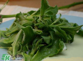冰草多少錢一斤？非洲冰草多少錢一斤？