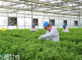 ?冰草為什么會酸？冰草為什么是酸的？