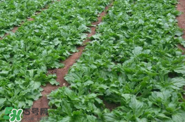 冰菜什么季節(jié)種植？冰菜怎么種植？
