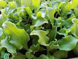 冰菜什么季節(jié)種植？冰菜怎么種植？