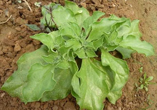 冰菜什么季節(jié)種植？冰菜怎么種植？