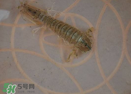 蝦爬子怎么保存？蝦爬子怎么保存才新鮮？