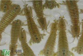 蝦爬子怎么保存？蝦爬子怎么保存才新鮮？