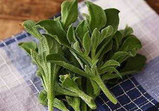 吃冰菜有什么好處？冰菜吃了有什么好處？