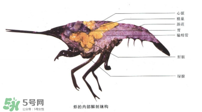 油燜大蝦怎么洗？油燜大蝦怎么清洗