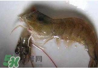 油燜大蝦怎么洗？油燜大蝦怎么清洗