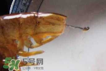 油燜大蝦怎么洗？油燜大蝦怎么清洗