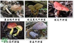 牛肝菌有毒嗎？有毒牛肝菌圖片