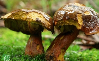 牛肝菌有毒嗎？有毒牛肝菌圖片