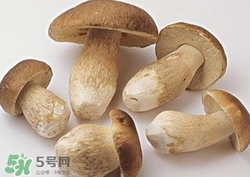 美味牛肝菌多少錢一斤？一斤牛肝菌多少錢？