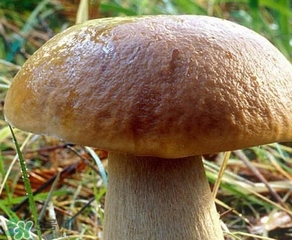 美味牛肝菌多少錢一斤？一斤牛肝菌多少錢？