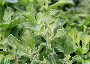 冰菜是什么菜？冰菜和冰草一樣嗎？