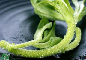冰菜是什么菜？冰菜和冰草一樣嗎？