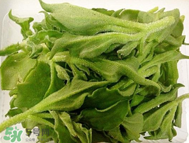 冰菜可以生吃嗎？冰菜能生吃嗎？