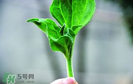 冰菜怎么吃？冰菜可以炒著吃嗎？