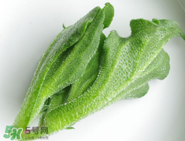 冰菜怎么吃？冰菜可以炒著吃嗎？