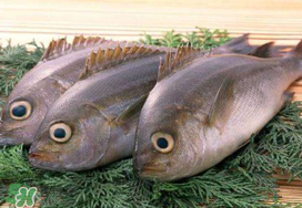 蠶豆和魚(yú)能一起吃嗎？蠶豆和魚(yú)吃相克嗎？