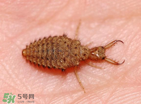 蟻獅價(jià)格多少錢一斤？蟻獅多少錢一克？