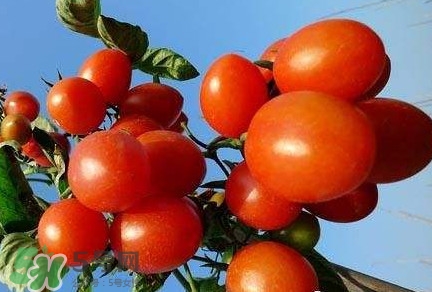 怎樣種植小番茄？小番茄怎么種