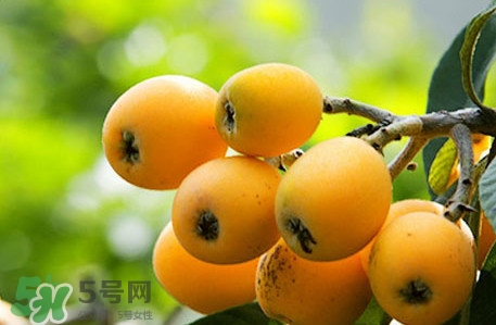 枇杷不能和什么一起吃？枇杷不能跟什么一起吃