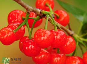 櫻桃可以帶上飛機(jī)嗎？坐飛機(jī)可以帶櫻桃嗎？