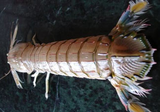 爬蝦蒸還是煮？爬蝦蒸好還是煮好？