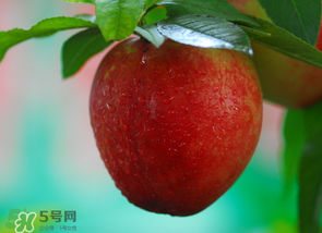 油桃多少錢一斤？油桃多少錢一斤2017？