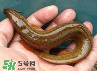 泥鰍如何養(yǎng)？野生泥鰍怎么養(yǎng)