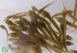 泥鰍吃什么？泥鰍吃什么食物