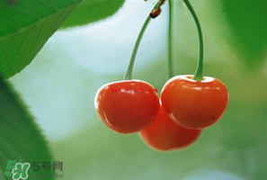 吃櫻桃會(huì)醉嗎？櫻桃吃多了會(huì)醉嗎？