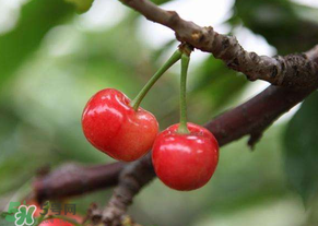 吃櫻桃會(huì)醉嗎？櫻桃吃多了會(huì)醉嗎？