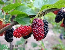 覆盆子是桑葚嗎？覆盆子和桑葚的區(qū)別