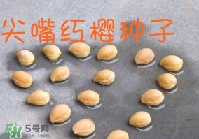 櫻桃籽怎么種小盆栽？櫻桃籽可以種植嗎？