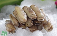 蟶子死了是什么樣子？死蟶子是什么樣子