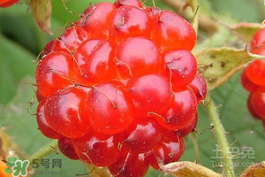 刺泡怎么保存？刺泡保存方法