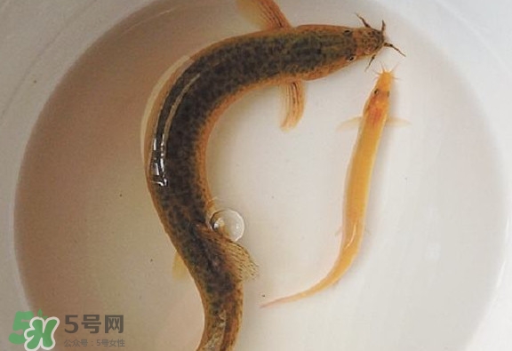 泥鰍吃什么？泥鰍吃什么食物